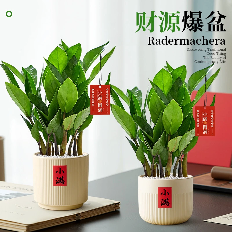 金钱树盆栽办公室花卉客厅室内绿植招财钱串子植物桌面盆景发财树