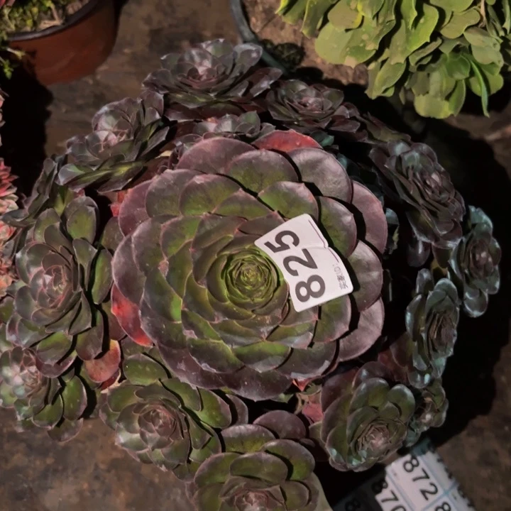 825魅金多肉植物不售后