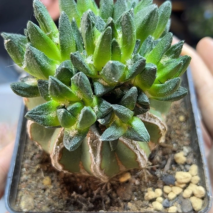 40号苗接龙角牡丹8.2公分
