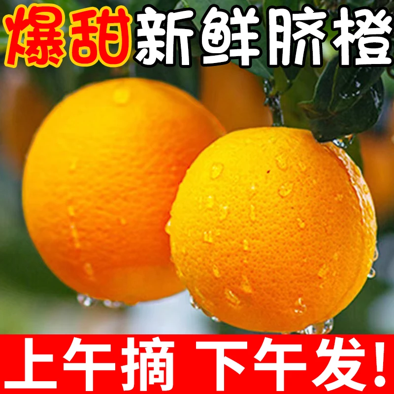果园新鲜采摘枝江纽荷尔脐橙应季水果薄皮橙子香甜多汁产地发货
