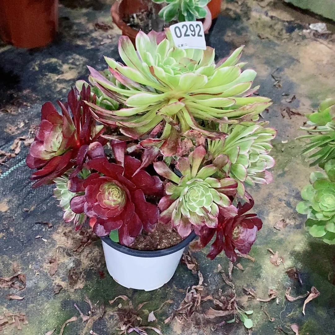 水墨画292多肉1111