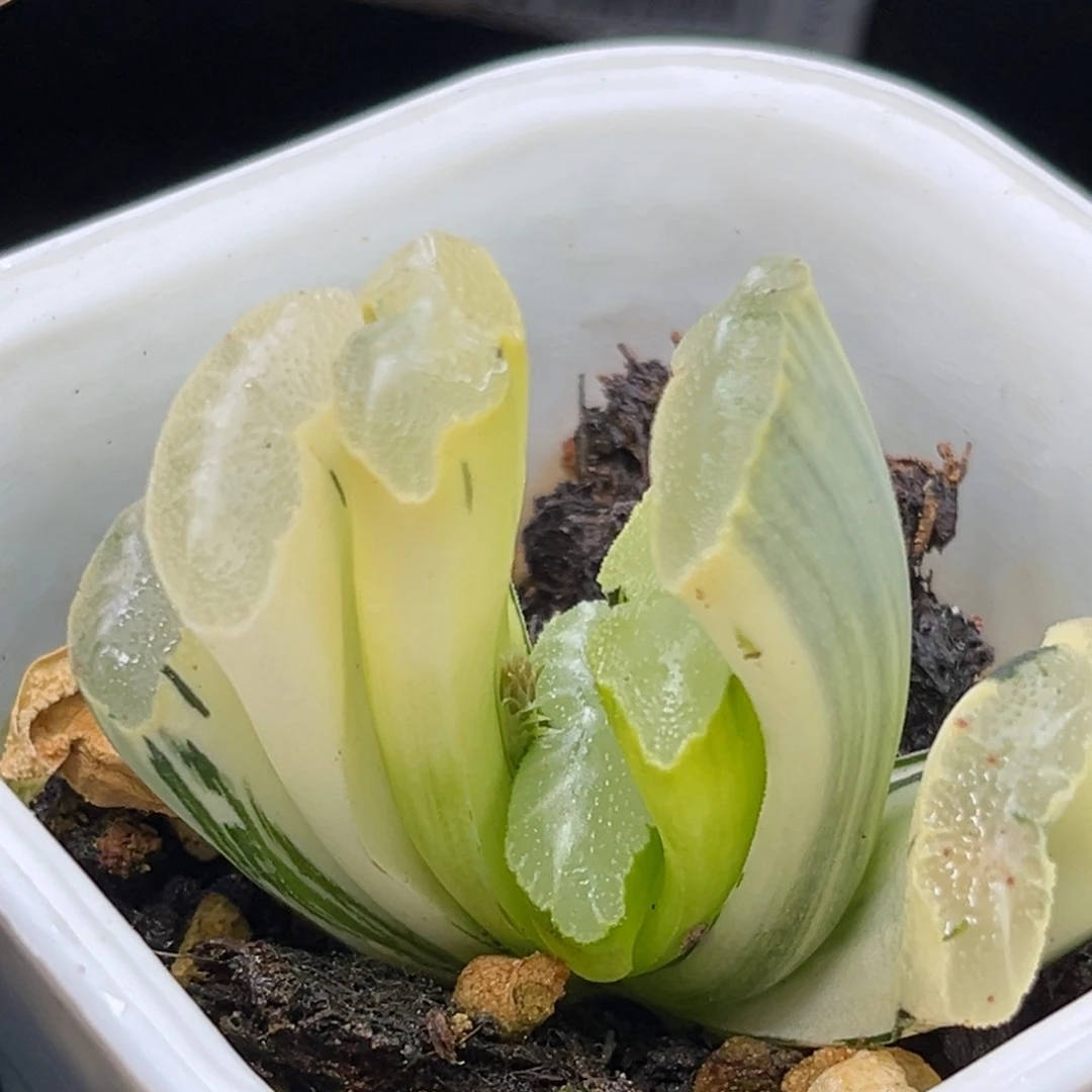 恭喜发财大吉大利0470