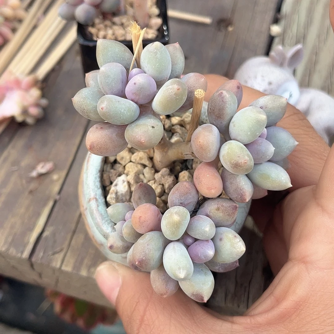 脱土发货 4口盆 溜溜球