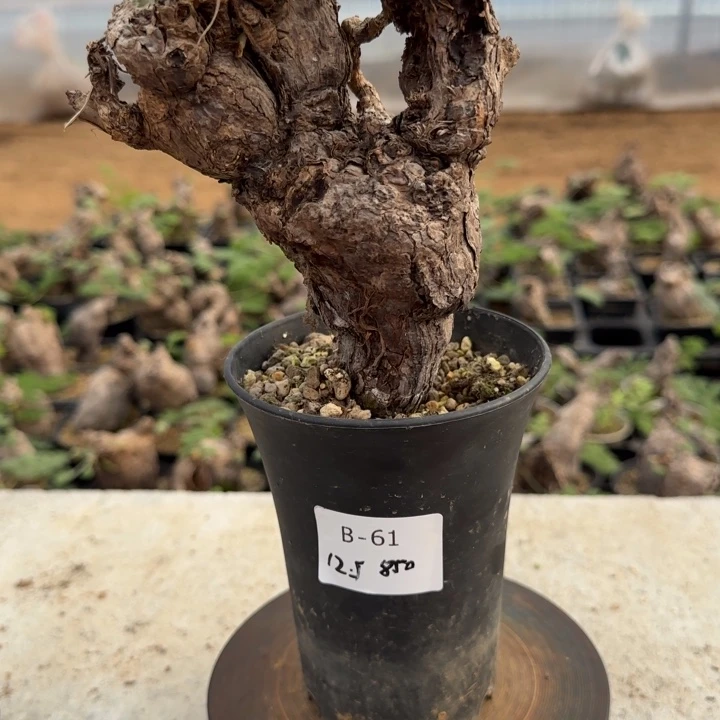 61枯木洋葵块根植物