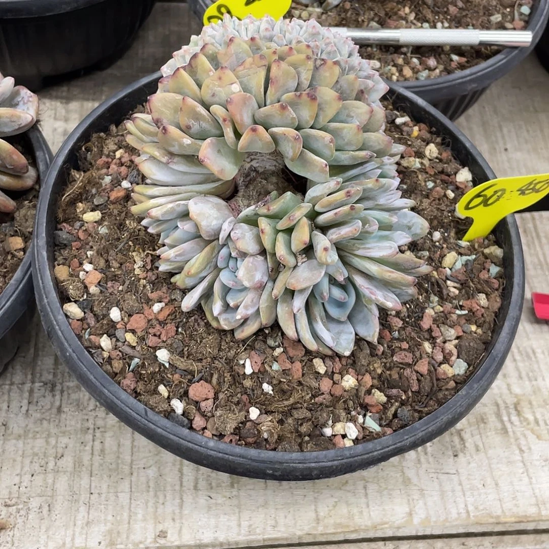 实生-星影缀化一个