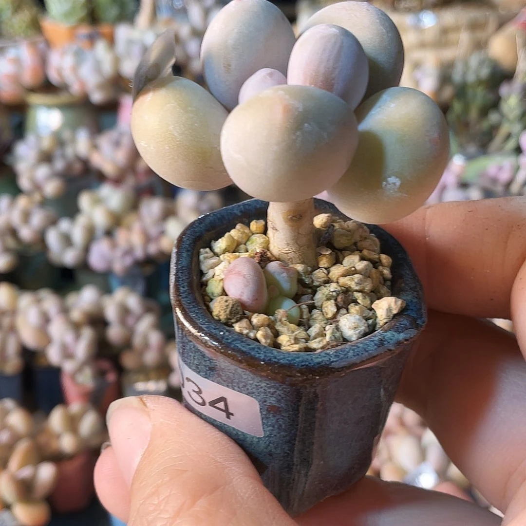 佳****多肉植物的生长发育和生长