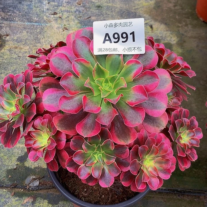 @*子991美杜莎不包生死