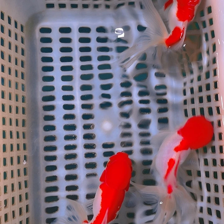 金鱼卢*金鱼宠粉福利开始