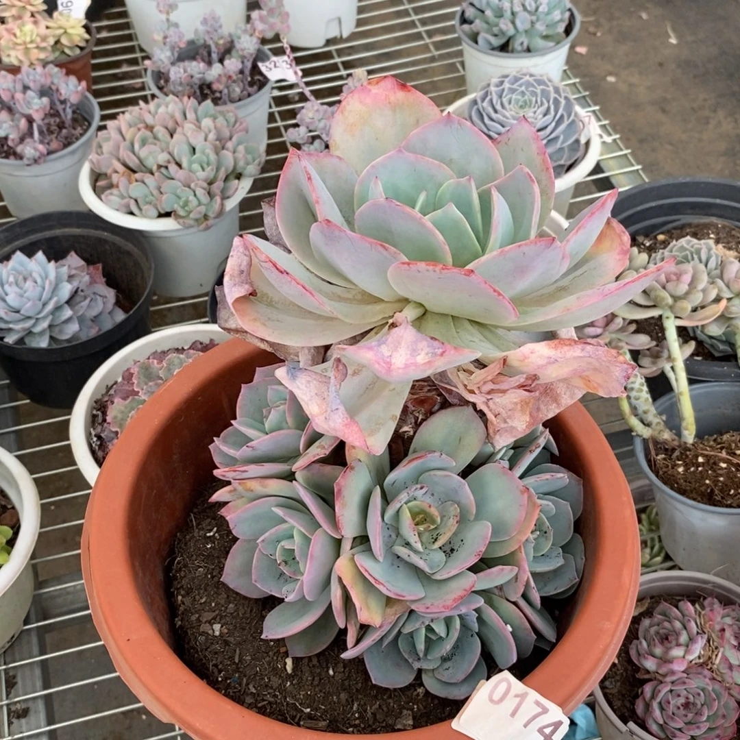 0174白凤多头一物一拍