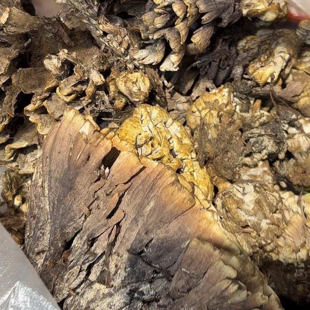 丝***织云南南华野生菌中国大陆