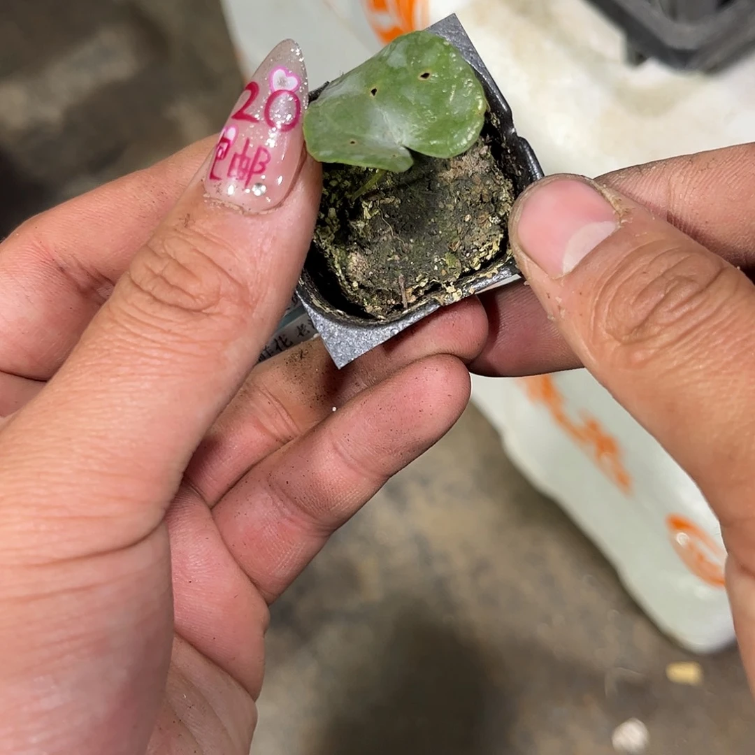 就这个死样子单头发货有根