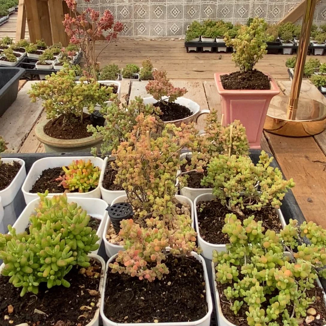 枝干番杏多肉植物949