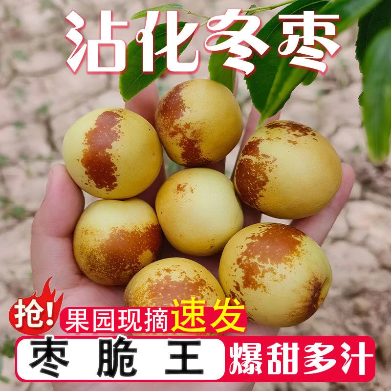 【带箱5斤】嘎嘎脆甜新鲜现摘应季脆枣脆甜好吃当季时令水果包邮zf