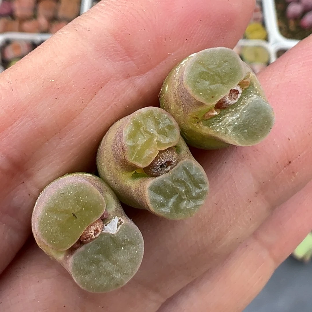 2.15好看的多肉613