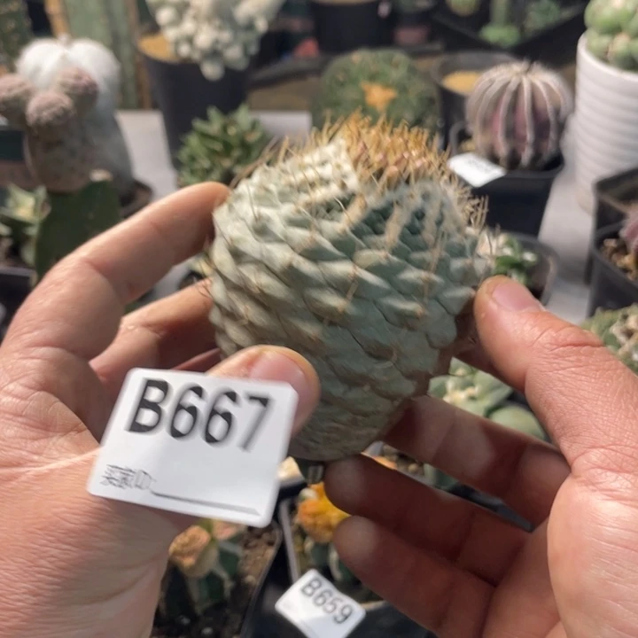 667菊水一个仙人球