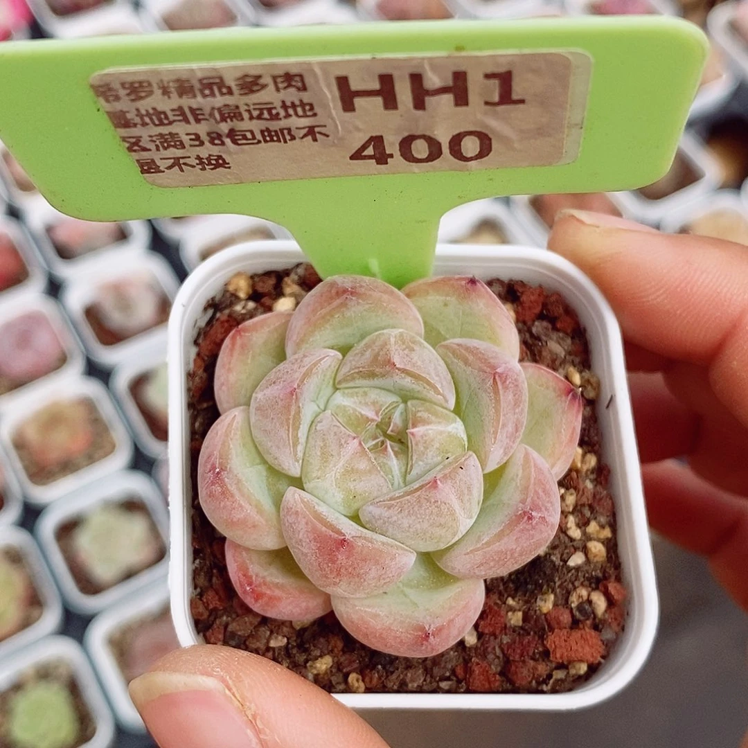 福利4cm多肉植物