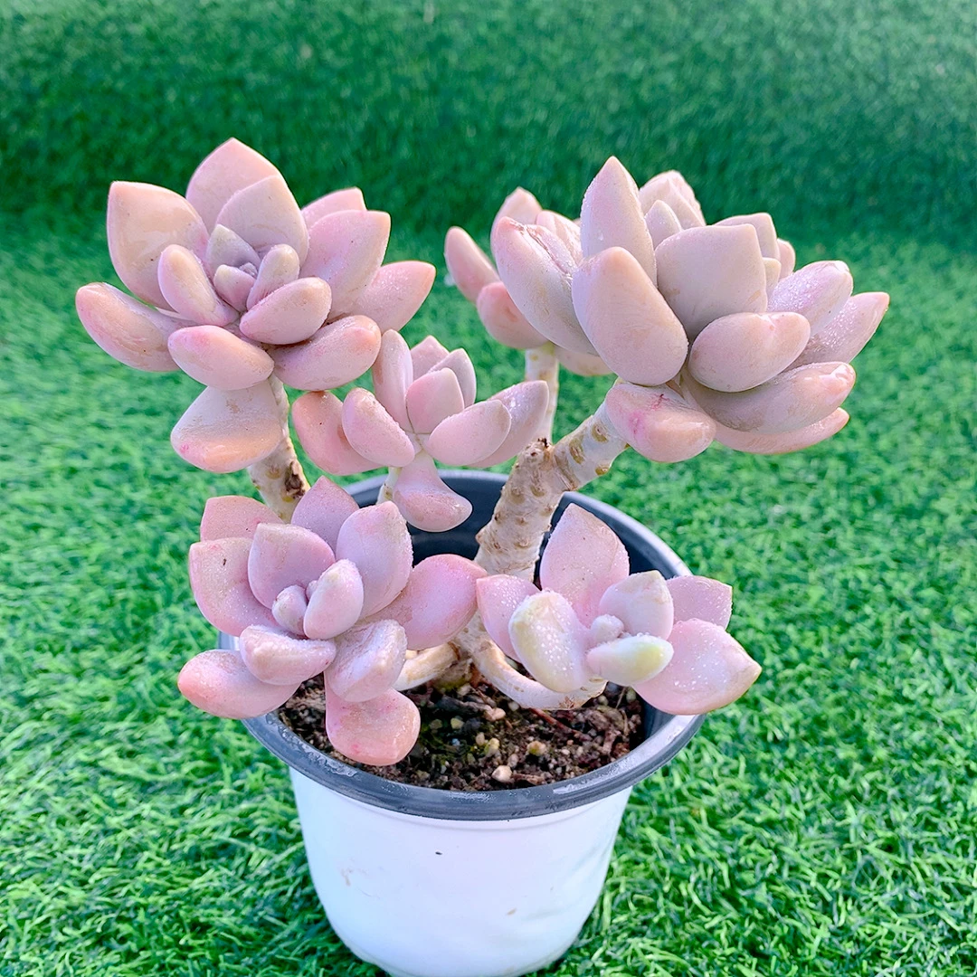冬美人手指老桩精品多肉植物盆栽阳台花卉一单包邮