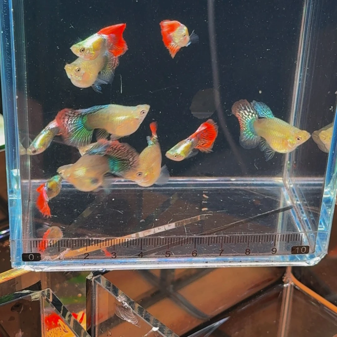 孔雀鱼七彩龙鳞球，1对，种鱼品相