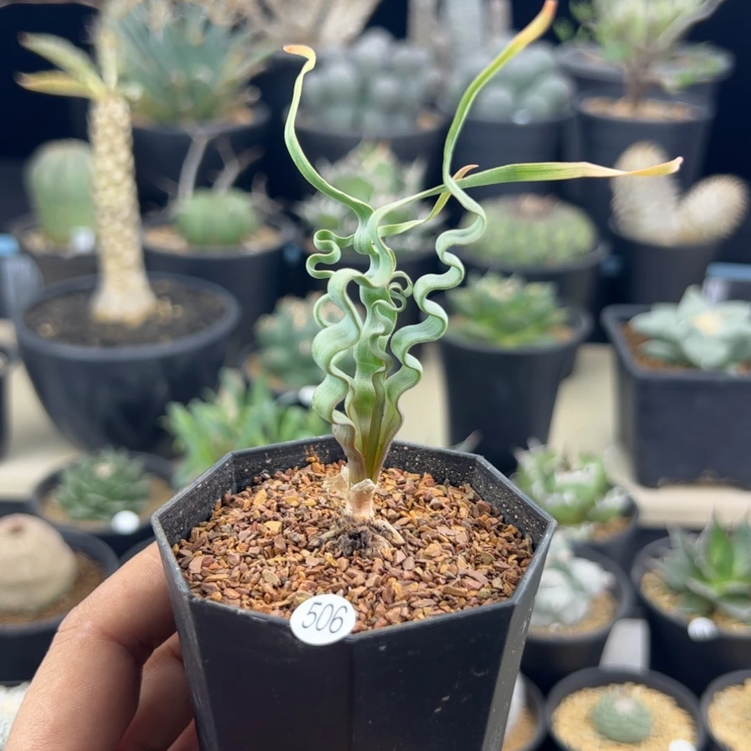 海带弹簧草一物一拍