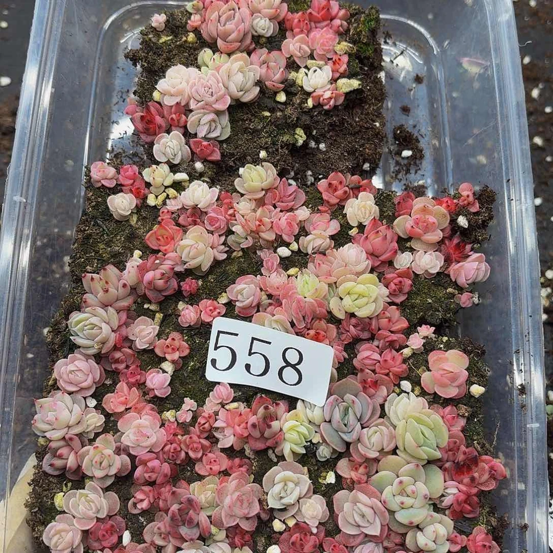 一**花多肉植物多肉植物558