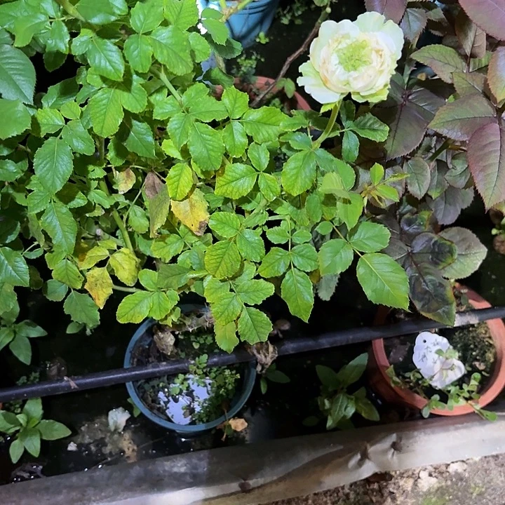 无花朵绿眼一加仑