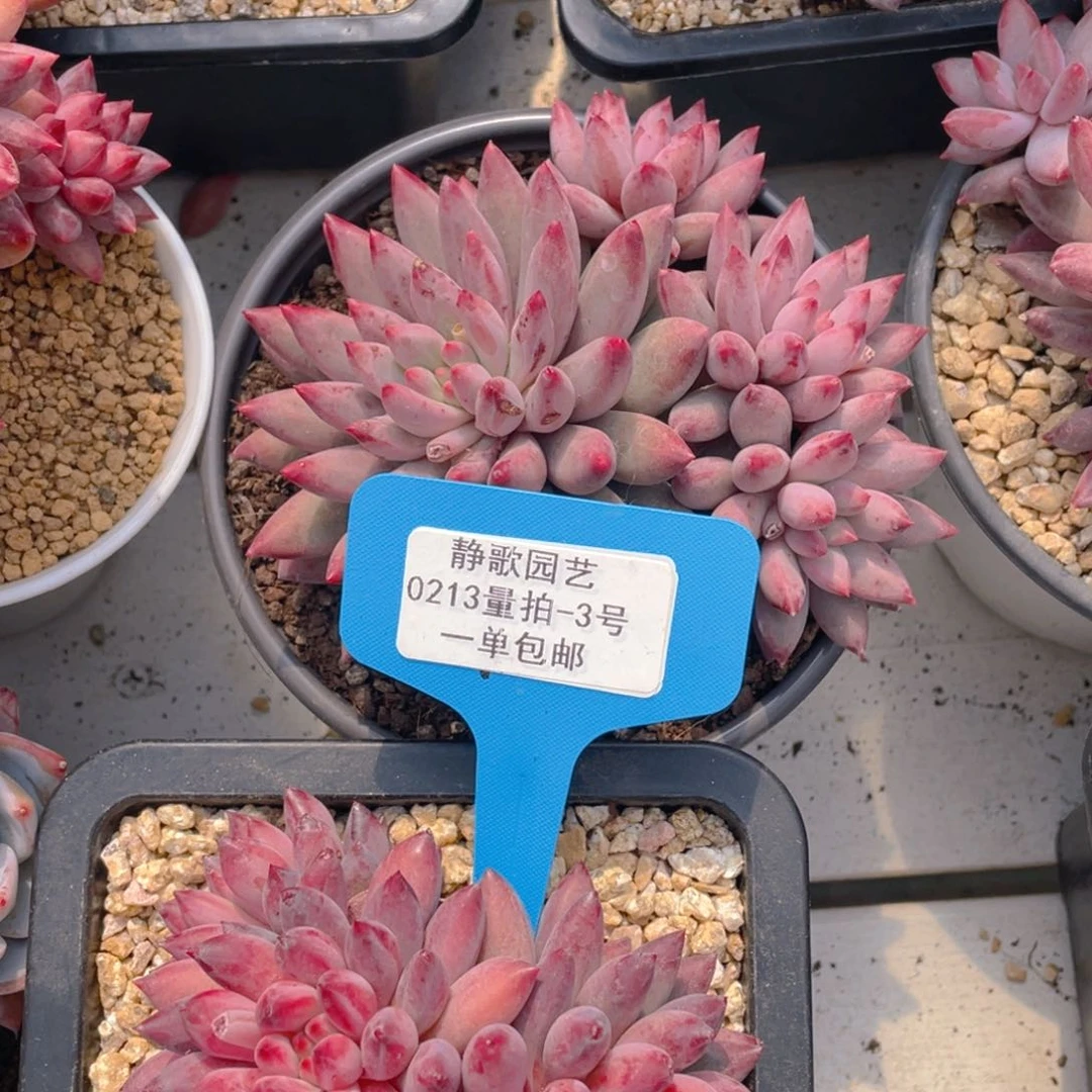 0213-3-老桩大群精品一代虞美人福利一颗