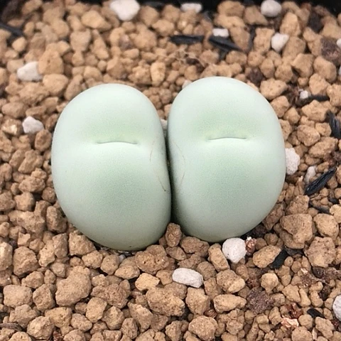 多肉肉锥 双头鸽子蛋