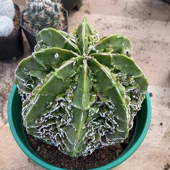 一个大美纹核桃仙人球