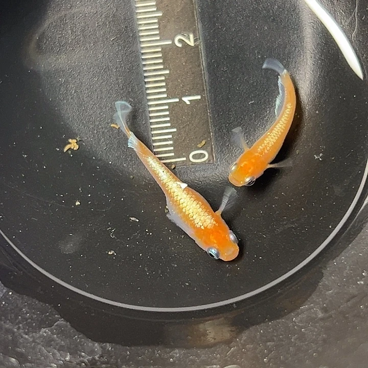 青鳉鱼林血赤壁一组126