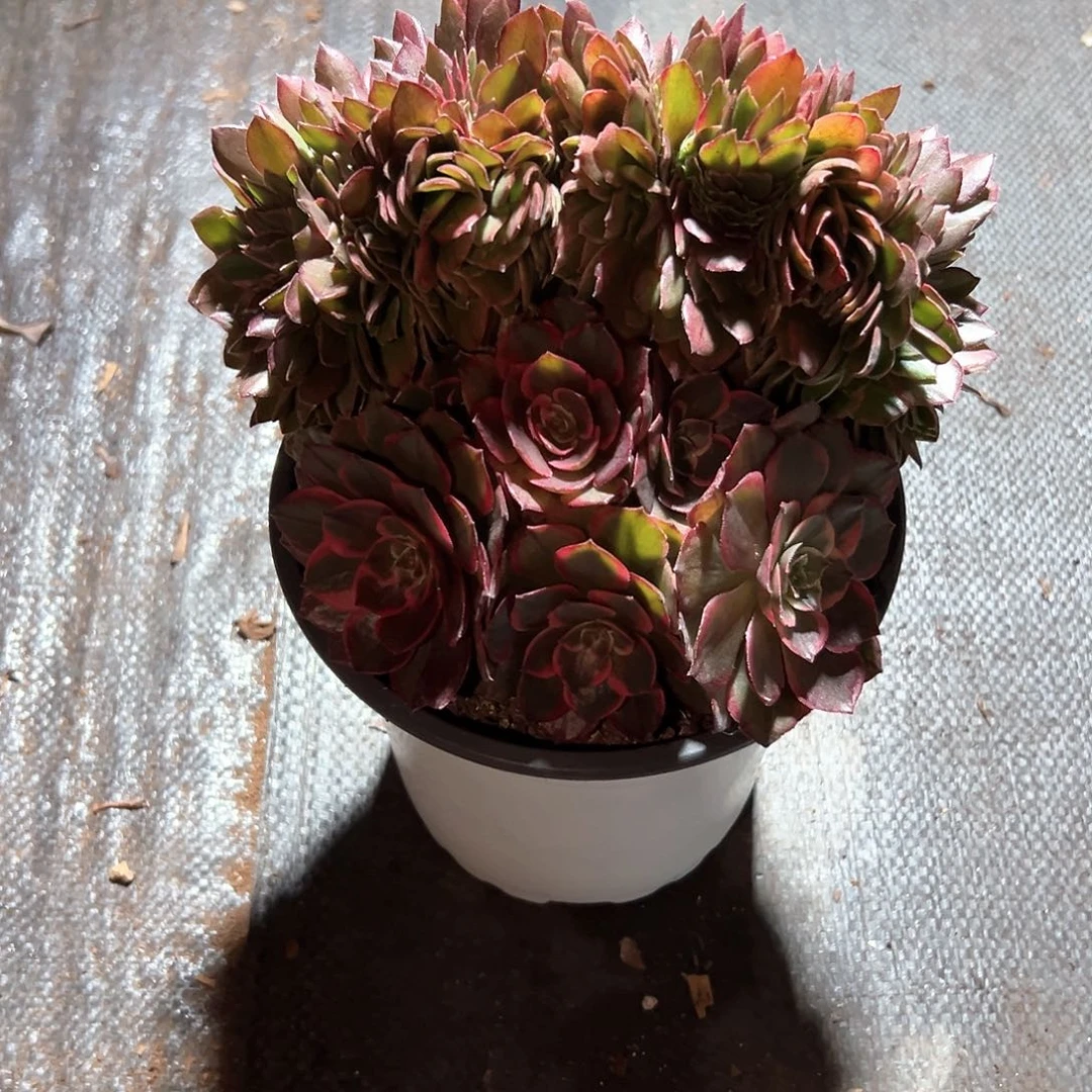 浓***郁粉花妖缀化新品众星捧月