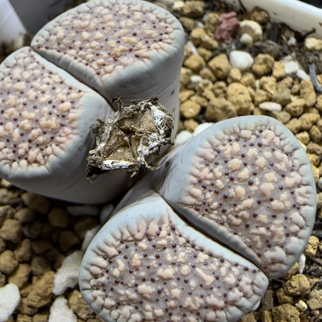 12.5   粉朝贡。 5011