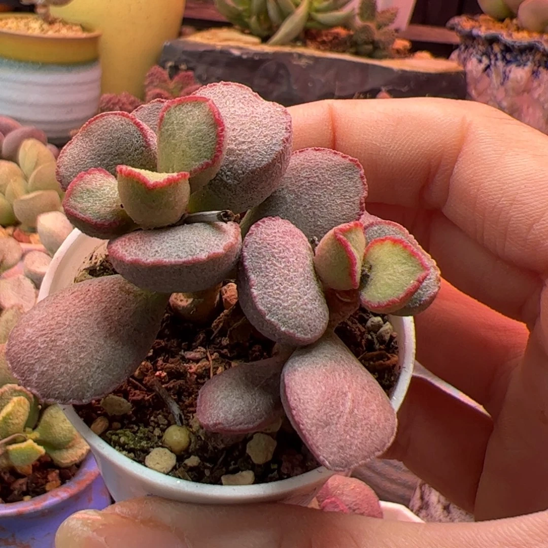 丹***享我也不知道为什么这么