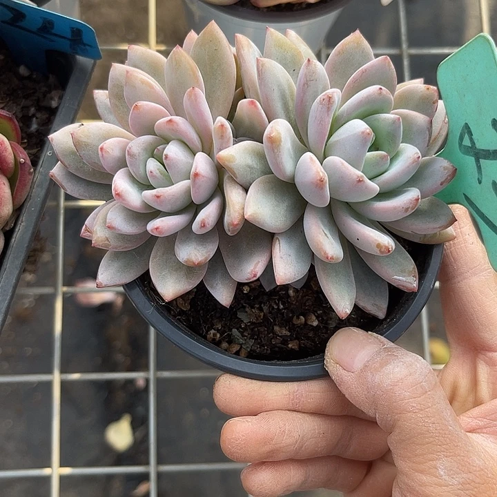 两单包邮，补双十一福利米雪美人23