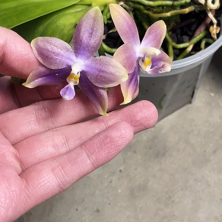 全部花苞福利。