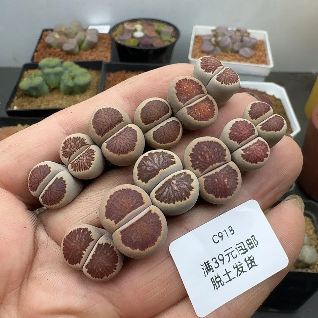 918多肉哈哈哈哈哈哈哈