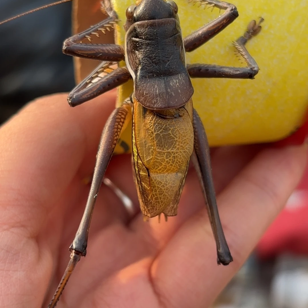 温***拿蝈蝈蝈蝈福福价格