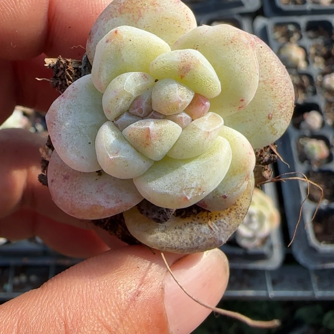 王***振多肉小卡拉米糖心一物一拍