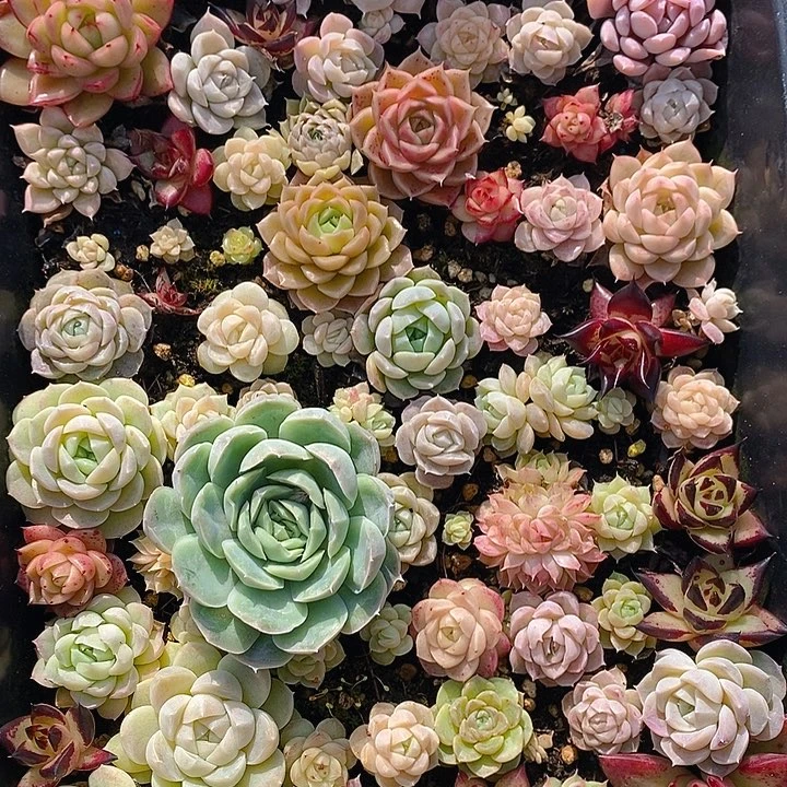 142 多肉植物盆栽花卉盆栽