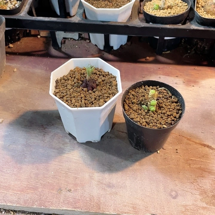 米***子765方便面弹簧草➕碧光环兔子