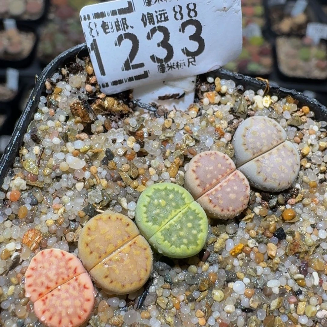 zzzzz生石花肉锥1233