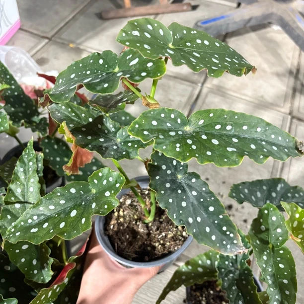 鳟鱼秋海棠到手一盆有轻微叶损