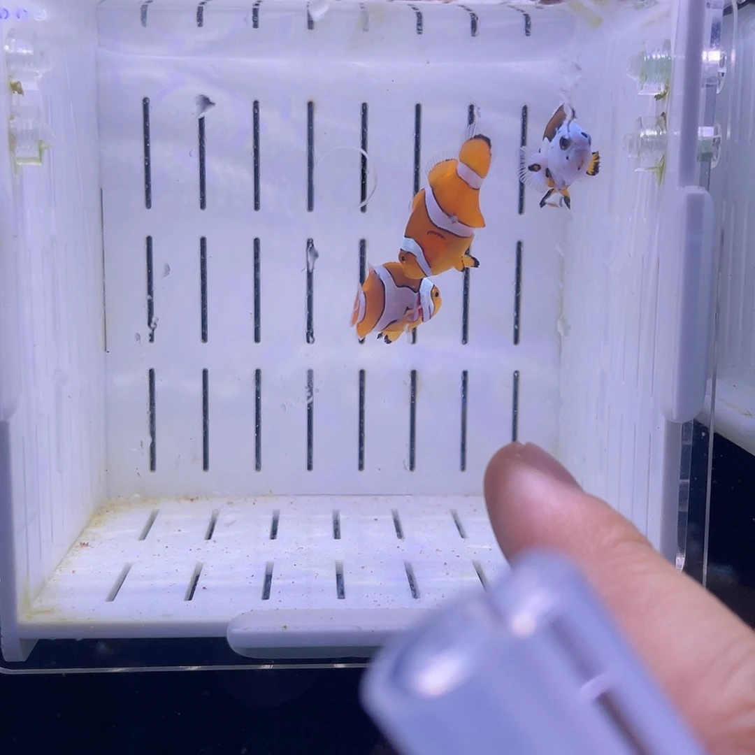 海水鱼3条 精品混搭