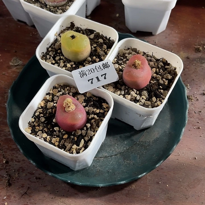 无花朵717、绒面毛3颗