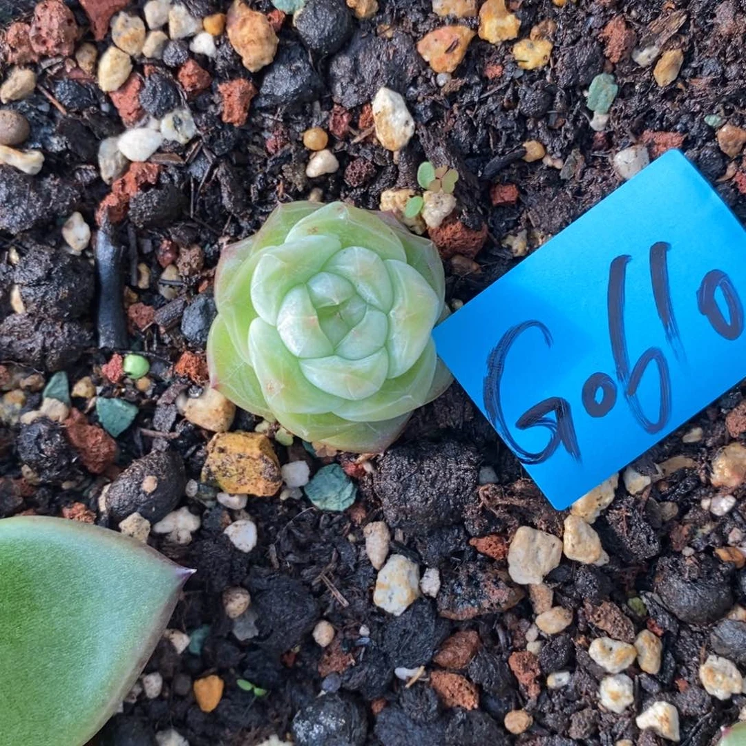 訸*多肉植物多肉植物0610