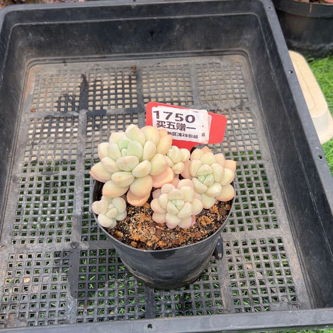 表妹精品多肉1750.