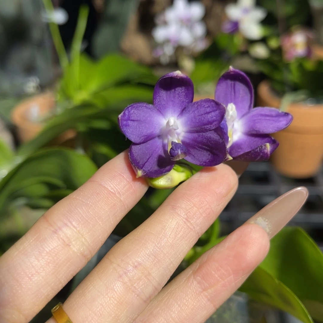 完全开放蝴蝶兰原生种