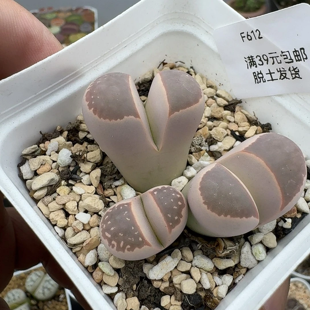 612多肉哈哈哈哈哈哈哈哈