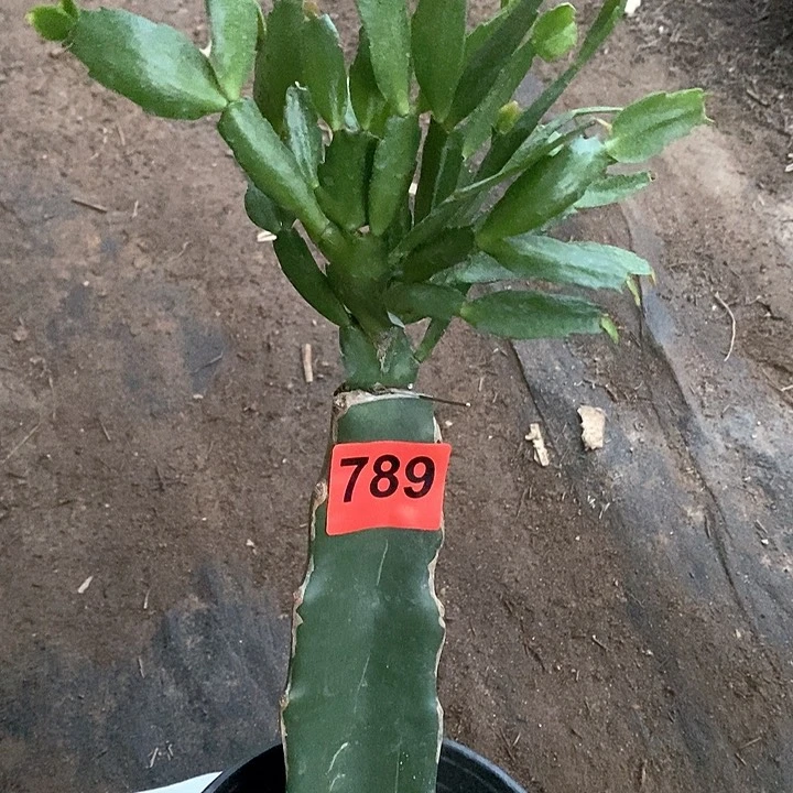 无花朵优**子2220，789号新疆不包邮