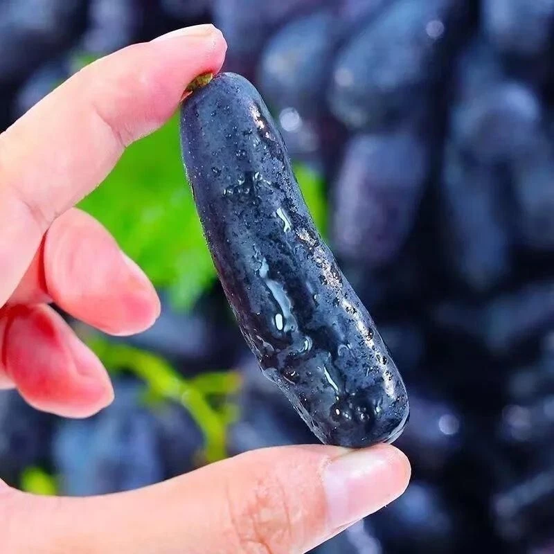 黑手指无籽提子葡萄 2斤左右