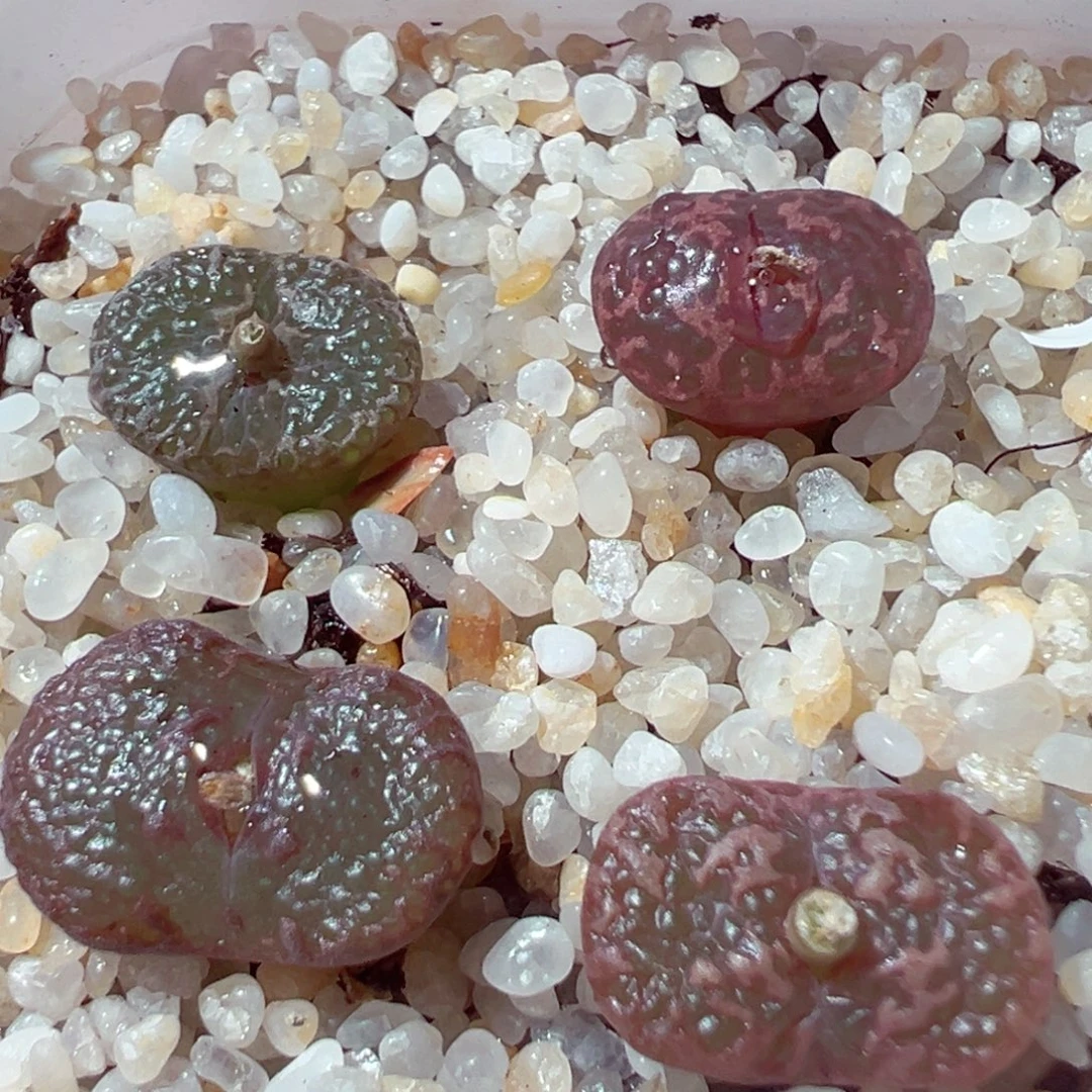 915-298多肉多肉勋章勋章